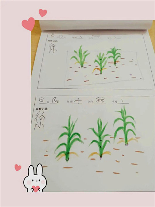 玄武区板仓社区开展青少年“探索植物生长，体验栽培快乐”活动 (4).jpg